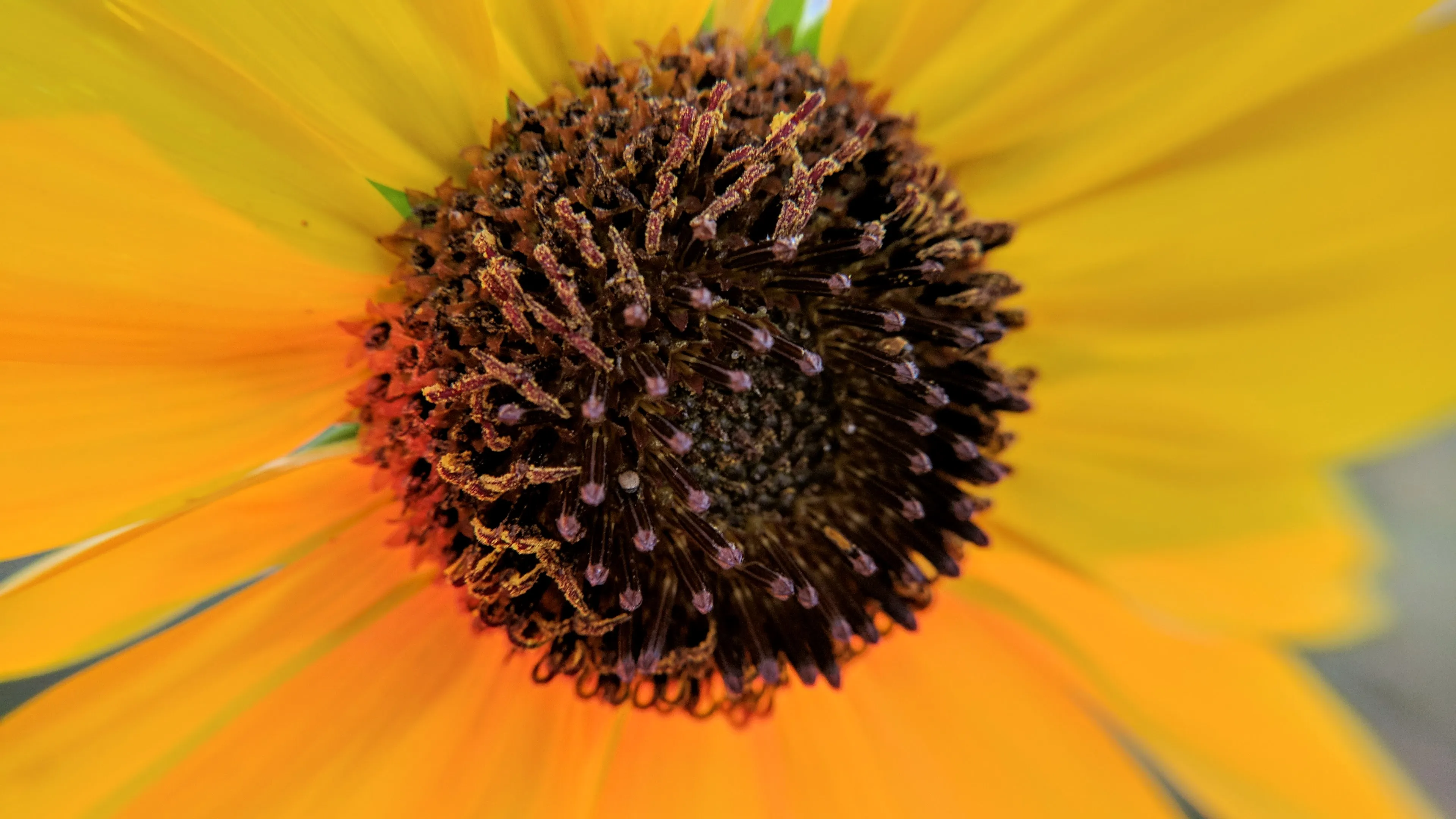 Wyoming Summer Sunflower (2017)